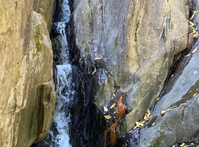 Prunus Avium * Каминомориско