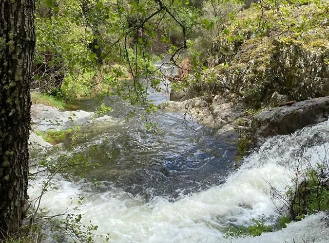 Prunus Avium * Каминомориско